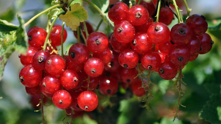 Ribes r. 'Jonkheer van Tets'