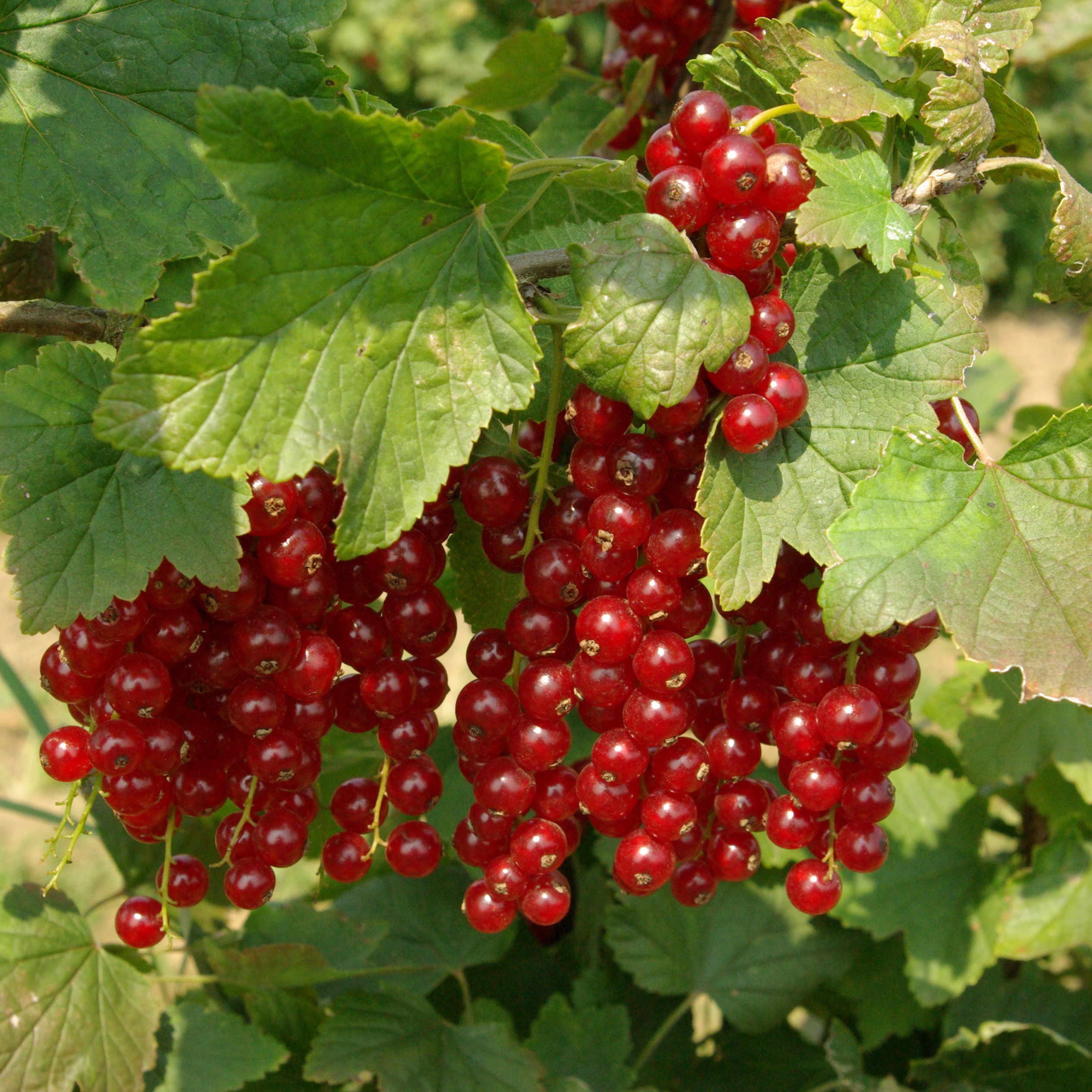 Ribes r. 'Jonkheer van Tets'