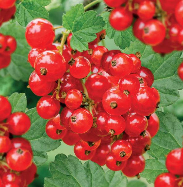 Ribes r. 'Jonkheer van Tets'