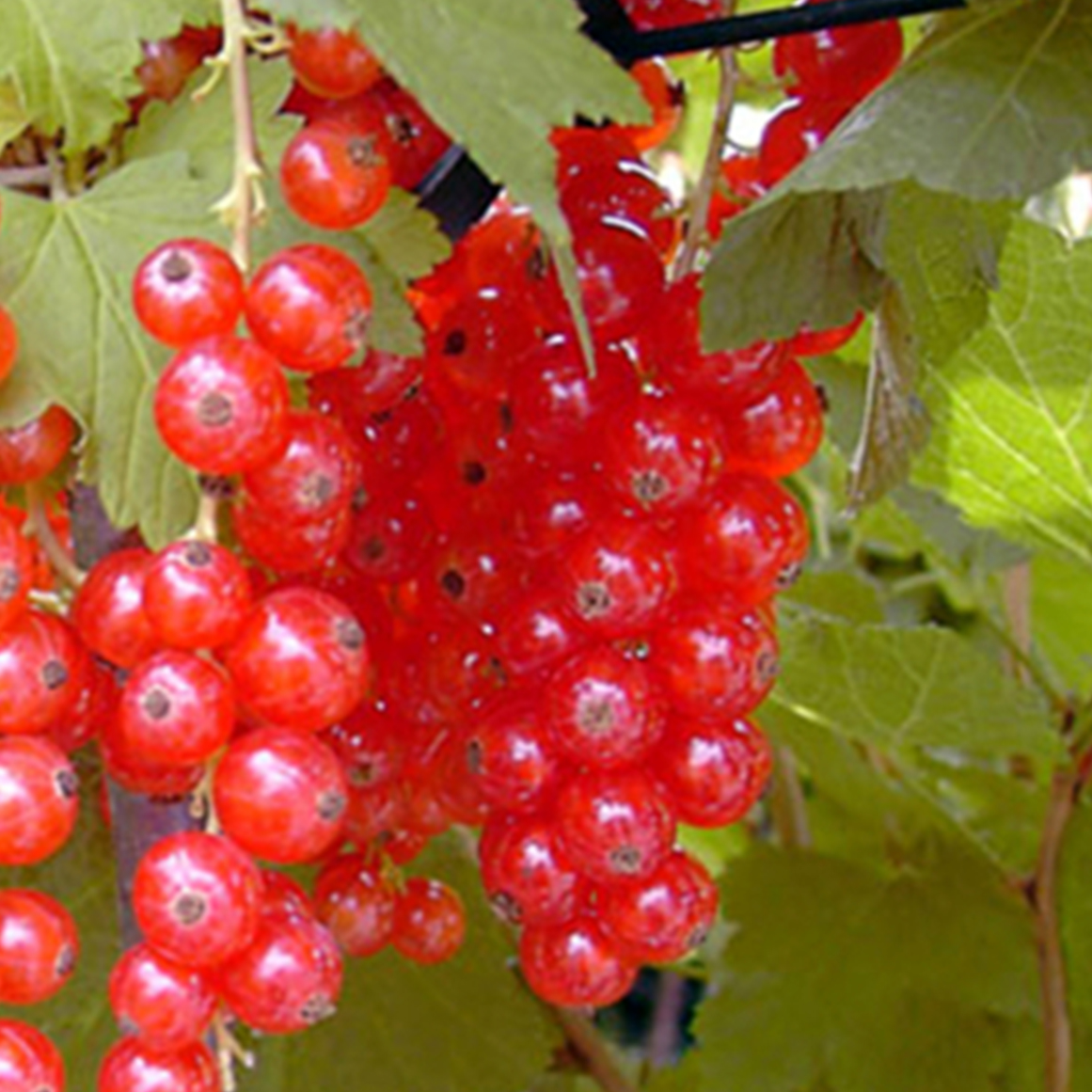 Ribes rubrum 'Rosetta' Ribes rubrum 'Rosetta'