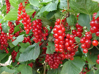 Ribes rubrum 'Rovada' Ribes rubrum 'Rovada'