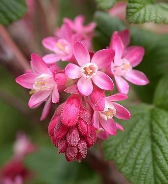 Ribes sanguineum Ribes sanguineum