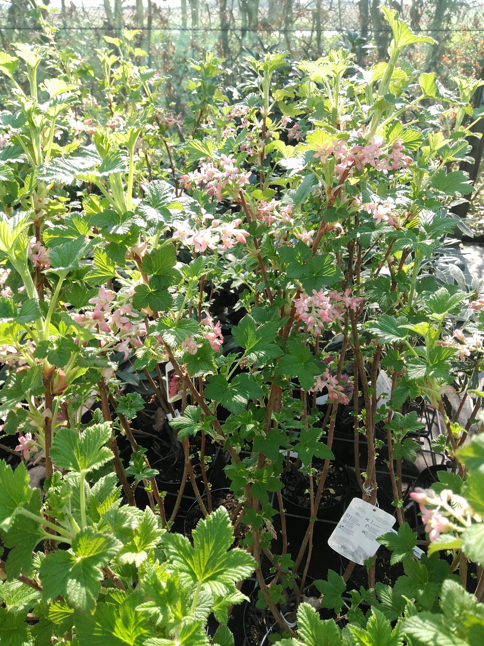 Ribes sang. 'King Edward VII'