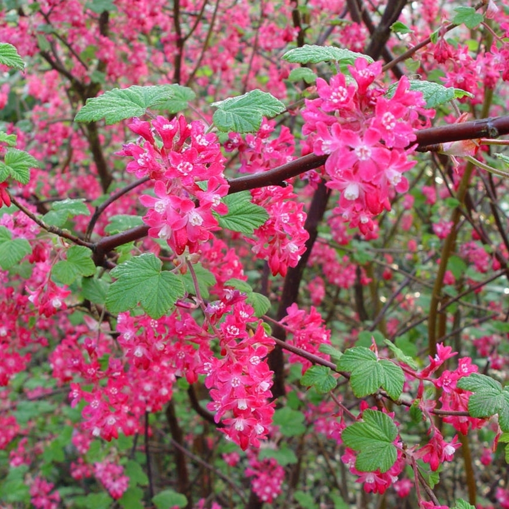 Ribes sang. 'Pulborough Scarlet' Ribes sang. 'Pulborough Scarlet'