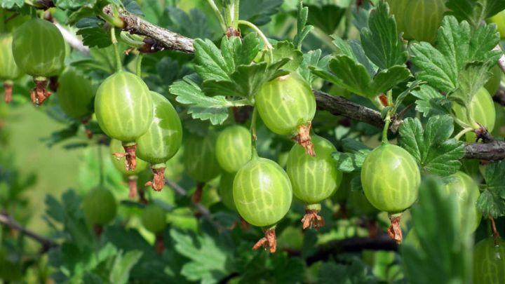 Ribes u.-c. 'Hinnonmäki Grön' op stam / sur tige
