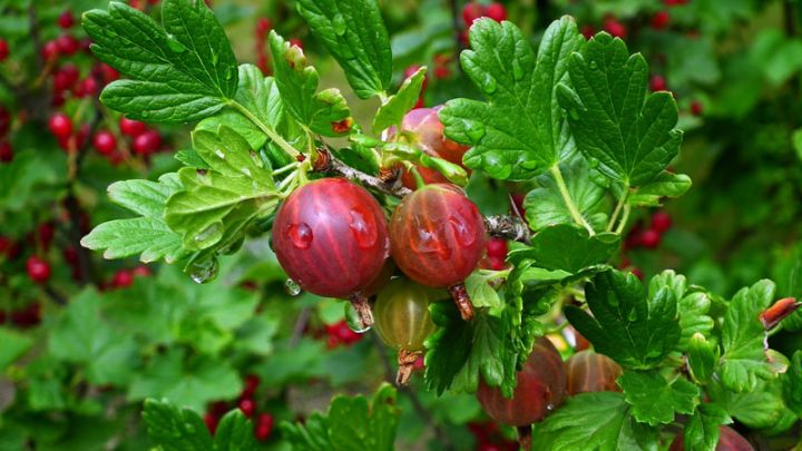 Ribes u.-c. 'Hinnonmäki Röd' op stam / sur tige Ribes u.-c. 'Hinnonmäki Röd' op stam / sur tige