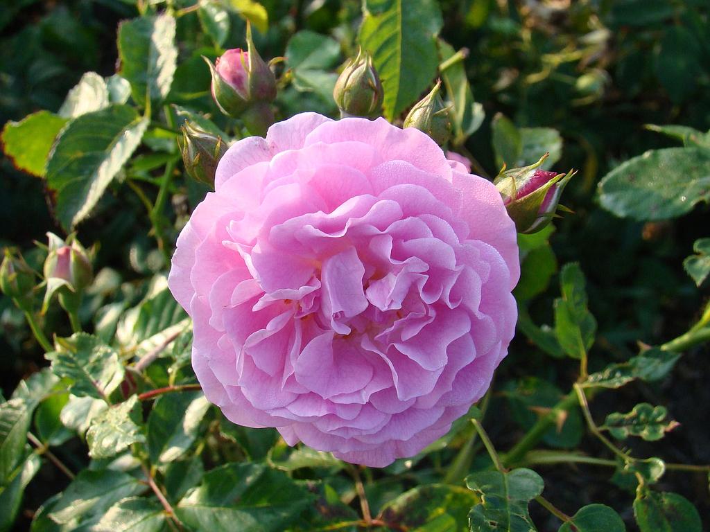 Rosa mosshata 'Lavender Lassie' Rosa mosshata 'Lavender Lassie'