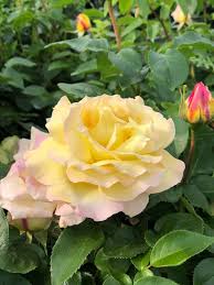 Rosa (TH) 'Mme Meilland'