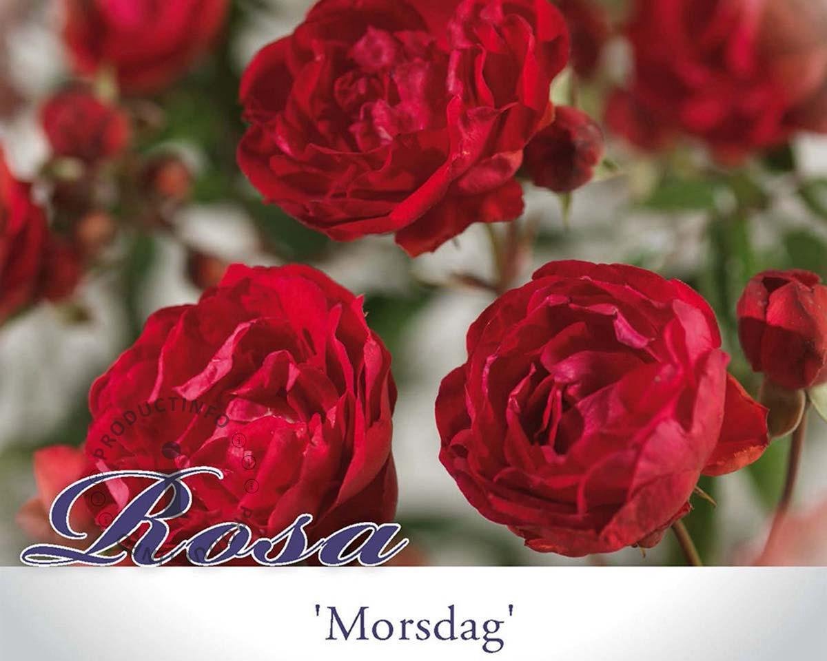Rosa 'Morsdag'  rood-rouge