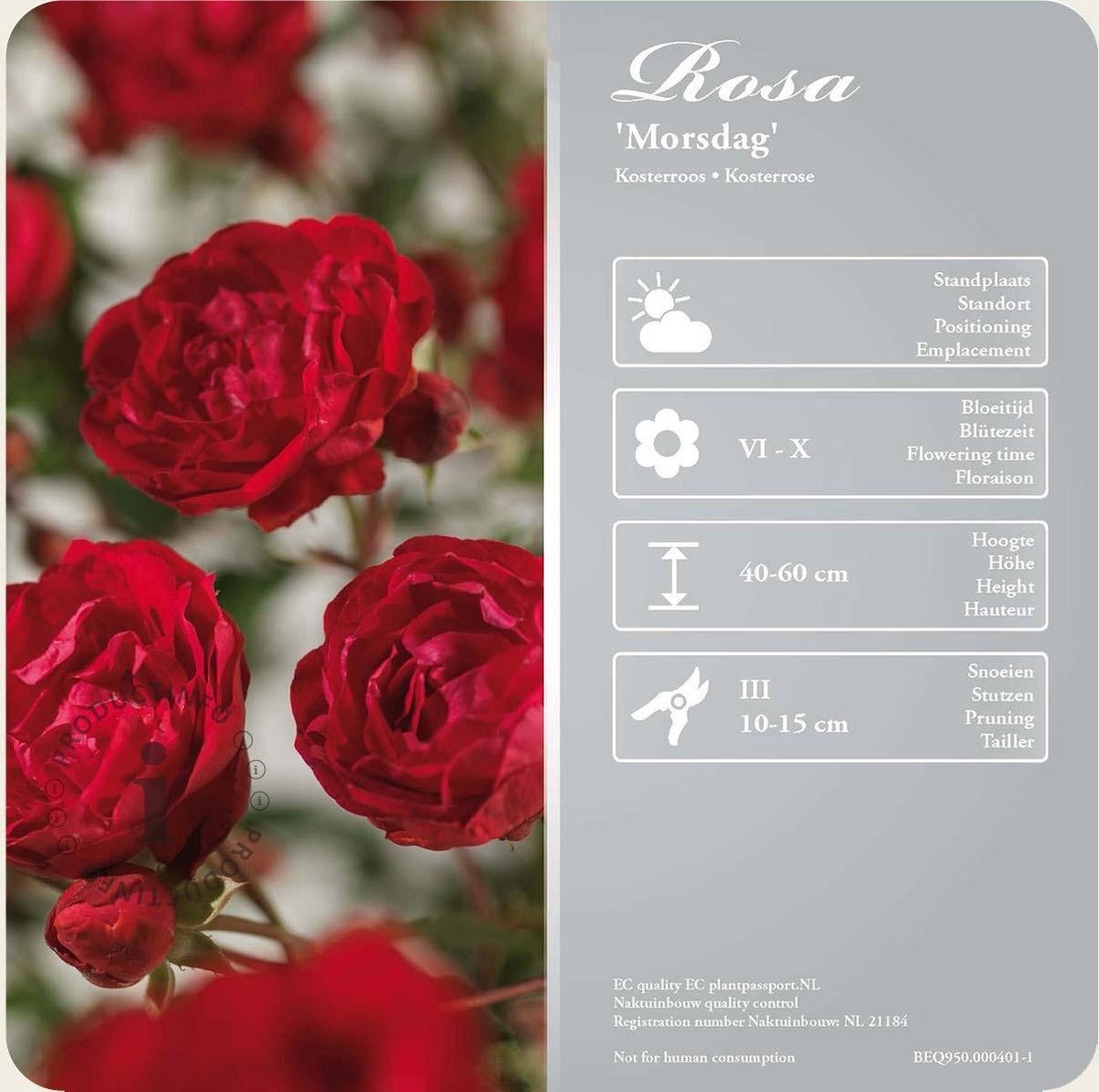 Rosa 'Morsdag'  rood-rouge