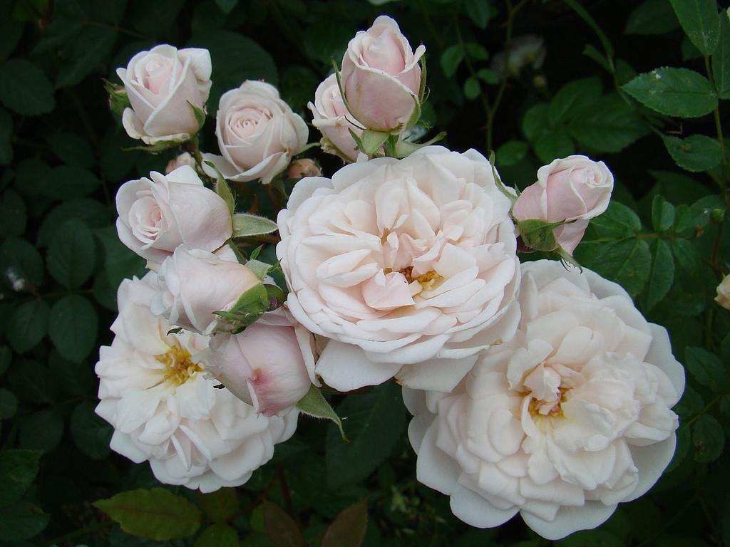 Rosa 'Marie Pavic'(P) Rosa 'Marie Pavic'(P)