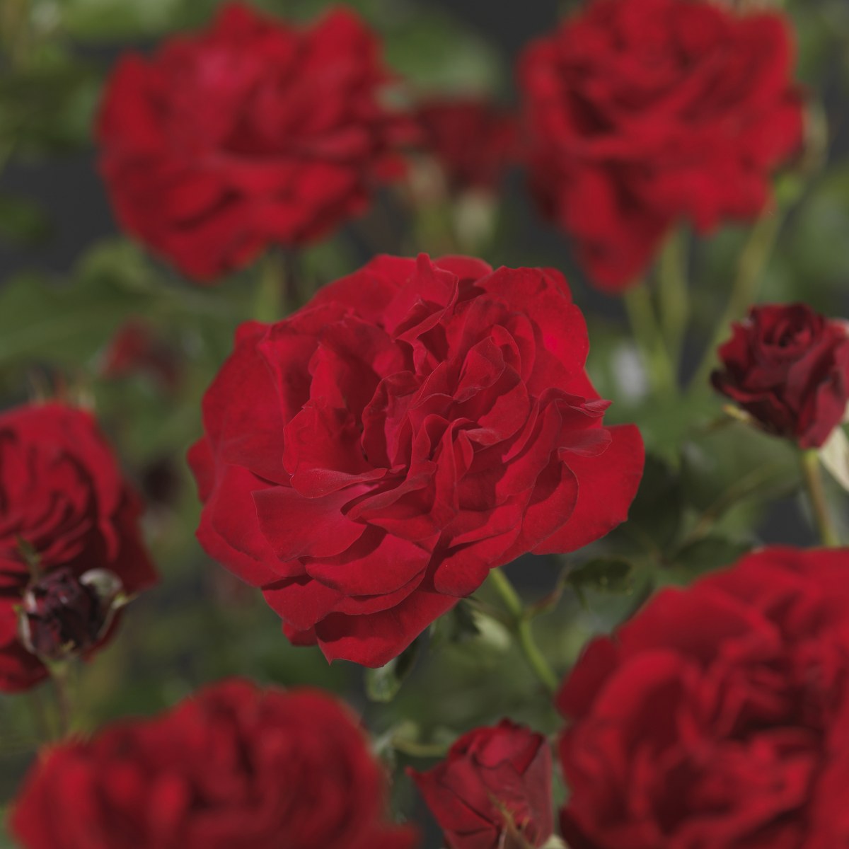 Rosa 'Nina Weibull' (F)