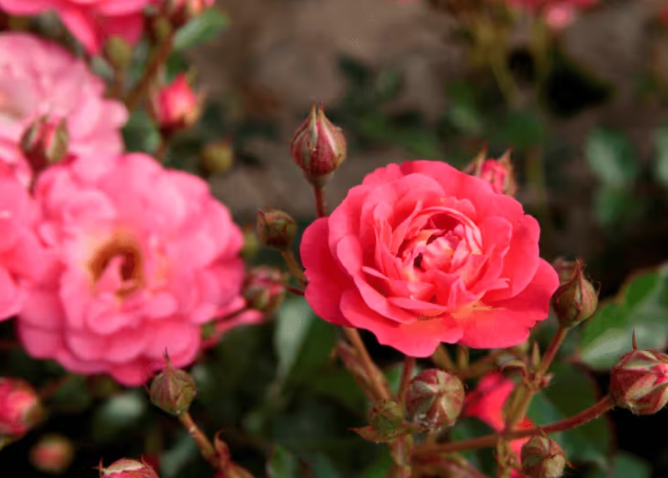Rosa 'Arte' - Best Select