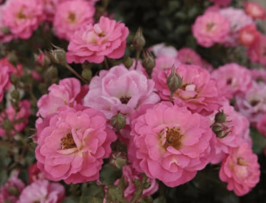 Rosa 'Arte' - Best Select