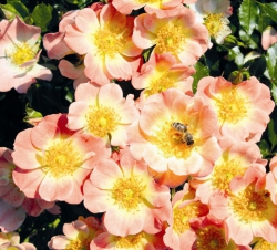 Rosa 'Bijenweelde'® Apricot