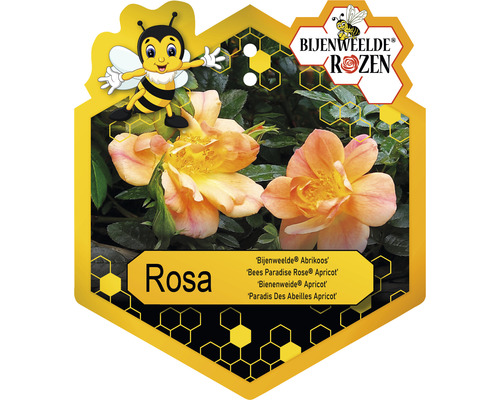 Rosa 'Bijenweelde'® Apricot