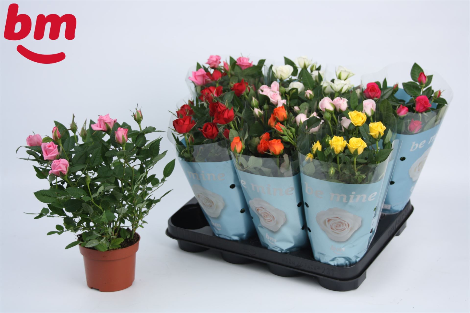 Rosa 'Beau Monde' mix