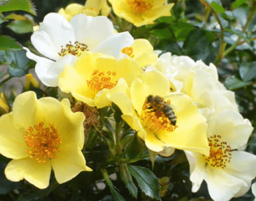 Rosa 'Bee Gold' ® - Best Select