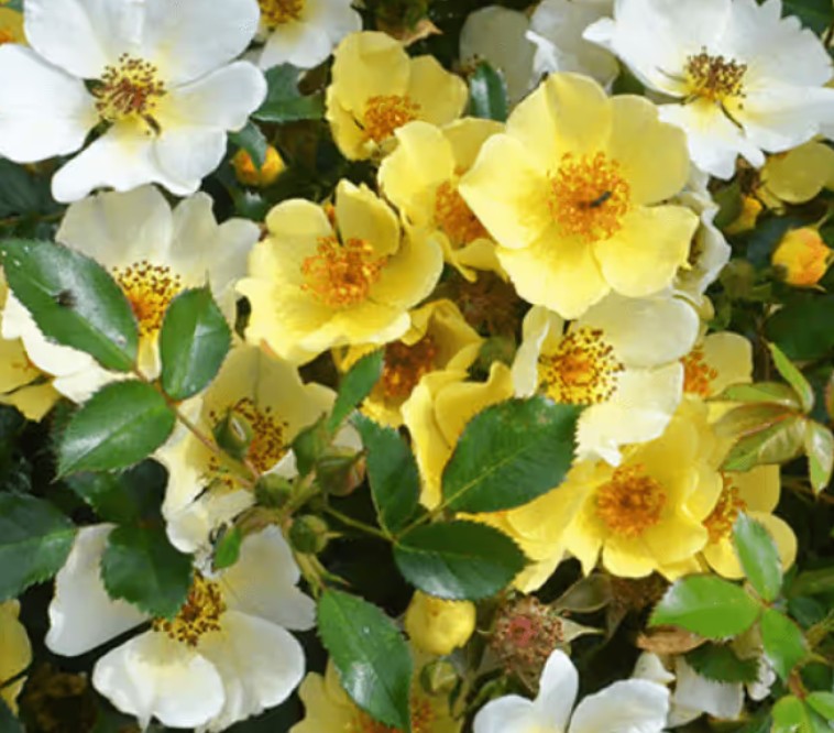 Rosa 'Bee Gold' ® - Best Select