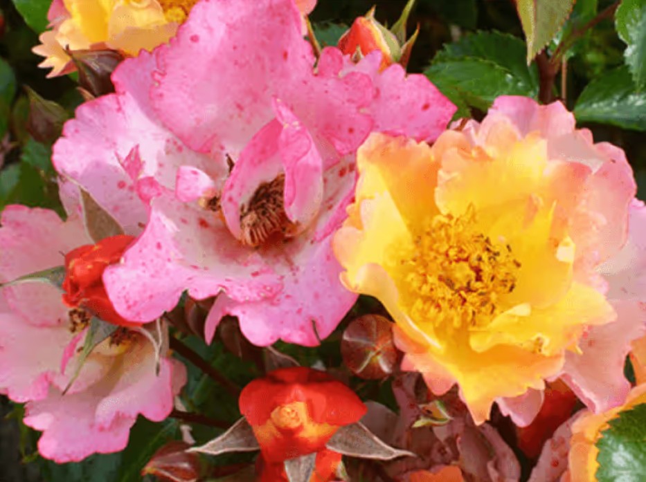 Rosa 'Bee Proud' ® - Best Select