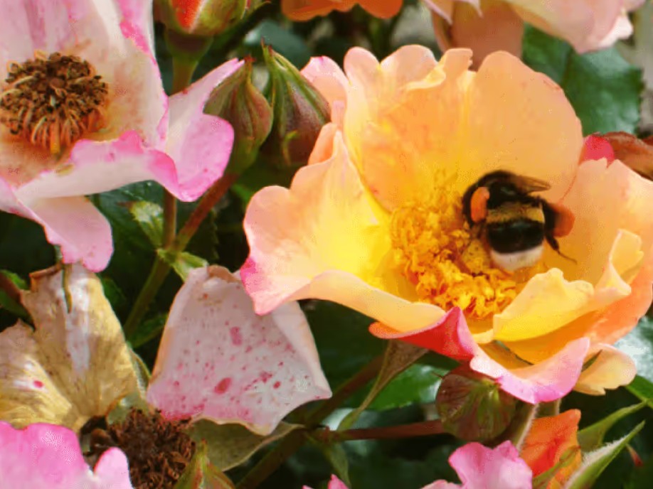 Rosa 'Bee Proud' ® - Best Select