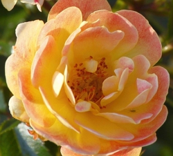 Rosa 'Bijenweelde'® Fruity