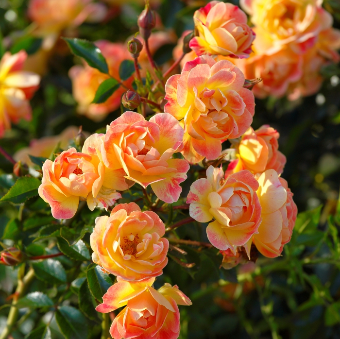 Rosa 'Bijenweelde'® Fruity
