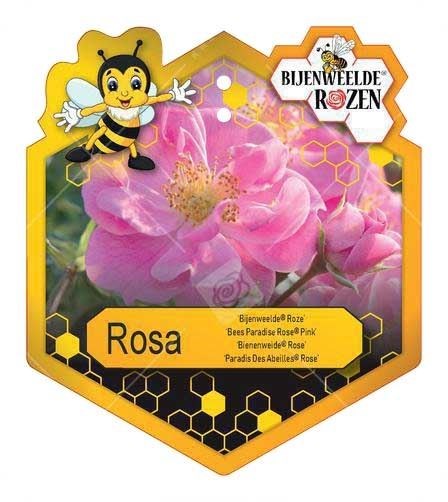 Rosa 'Bijenweelde'® Pink