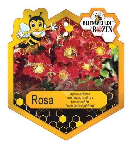 Rosa 'Bijenweelde'® Red