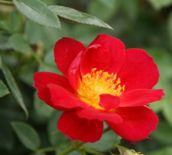 Rosa 'Bijenweelde'® Light Red