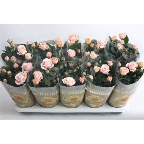Rosa 'Beau Monde Artistique lichtroze'