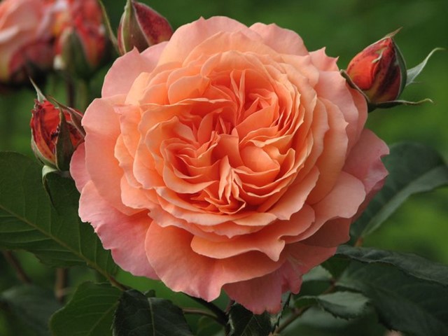Rosa 'Bonita'(TM) Renaissance® Rosa 'Bonita'(TM) Renaissance®