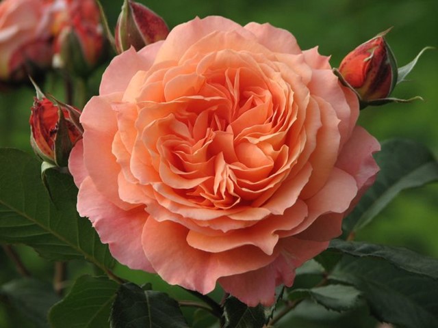 Rosa 'Bonita'(TM) Renaissance®