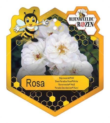 Rosa 'Bijenweelde'® Ivory White