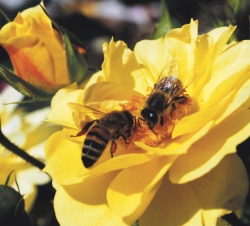 Rosa 'Bijenweelde'® Yellow