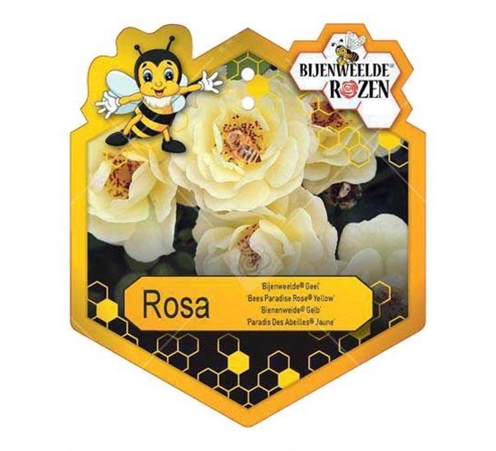 Rosa 'Bijenweelde'® Yellow