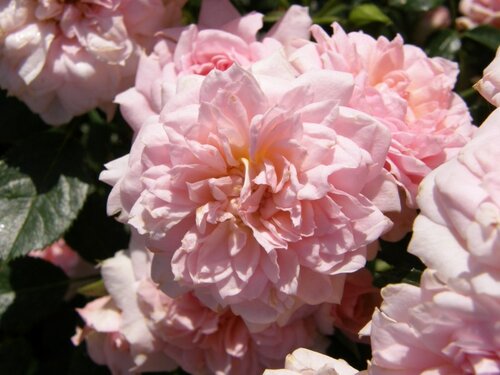 Rosa 'Cicero'