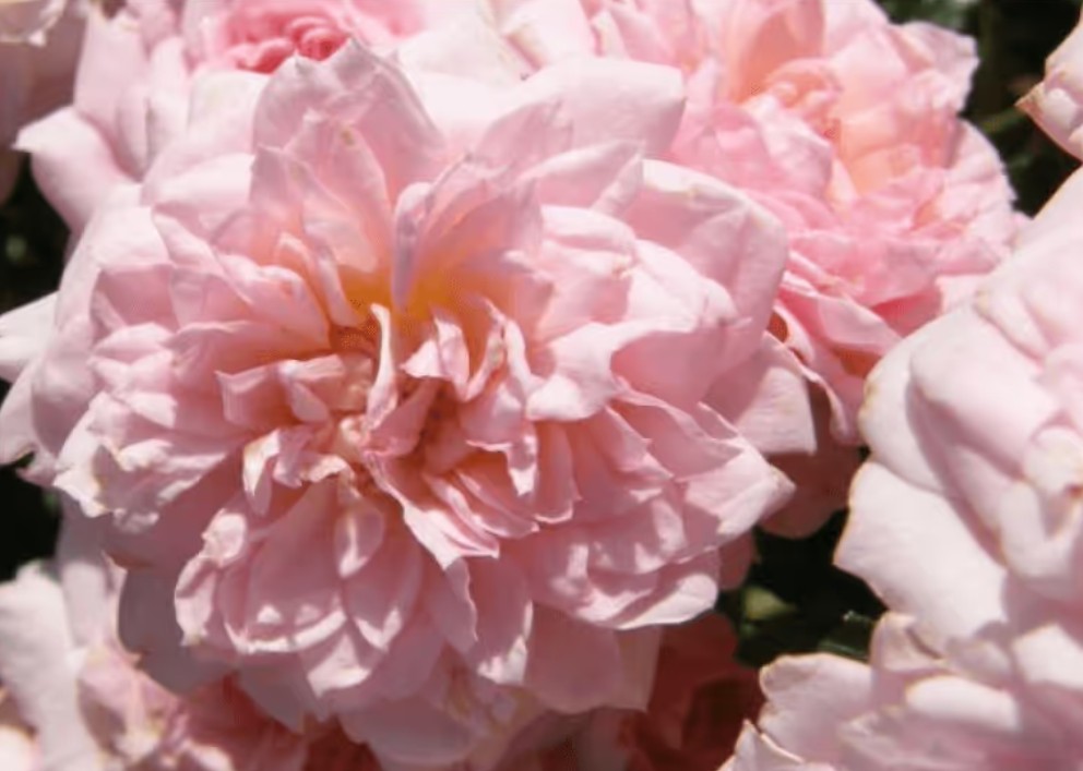 Rosa 'Cicero'