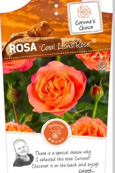 Rosa 'Coral Lions Rose'®