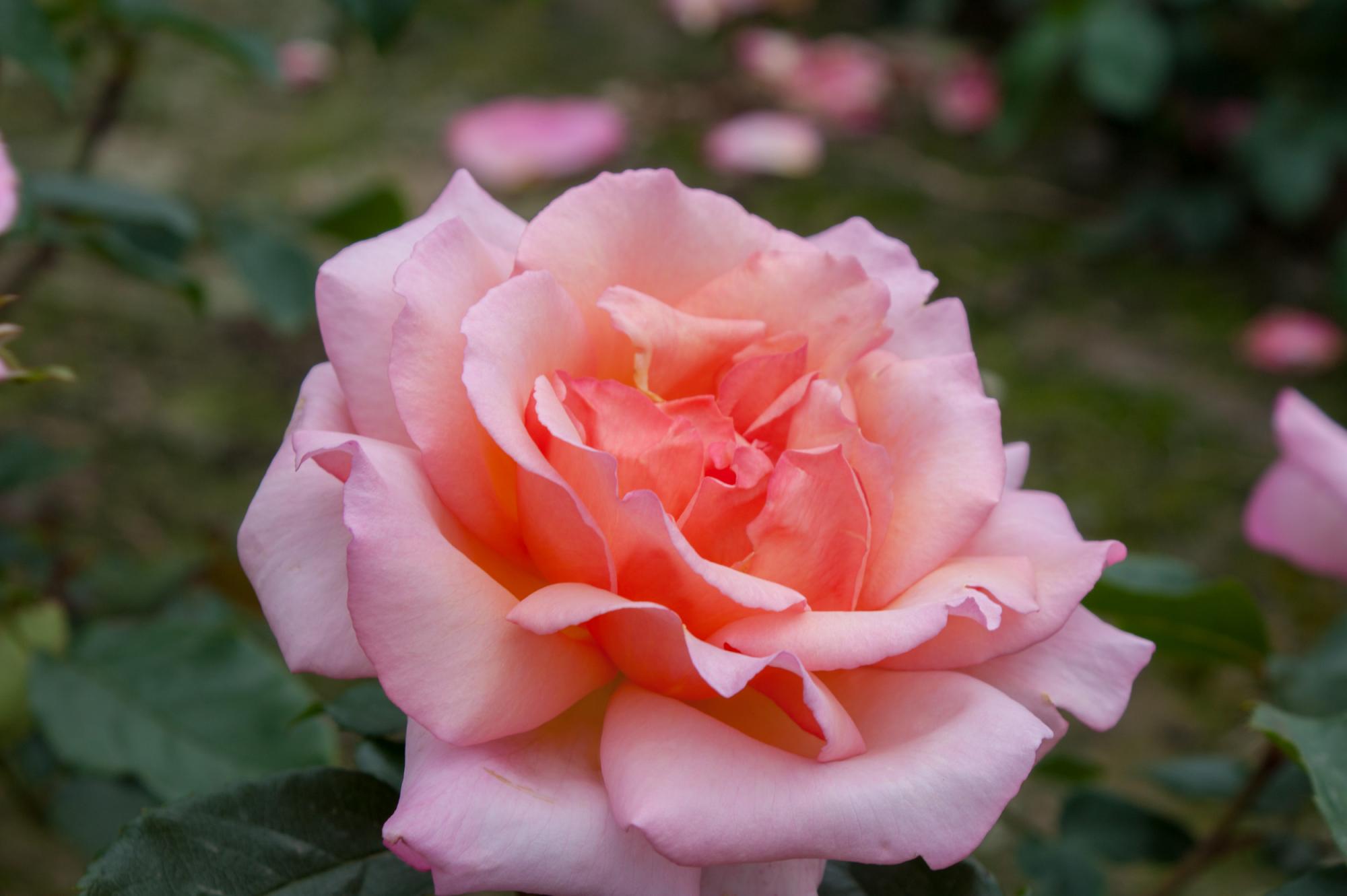 Rosa 'Compassion'® Rosa 'Compassion'®