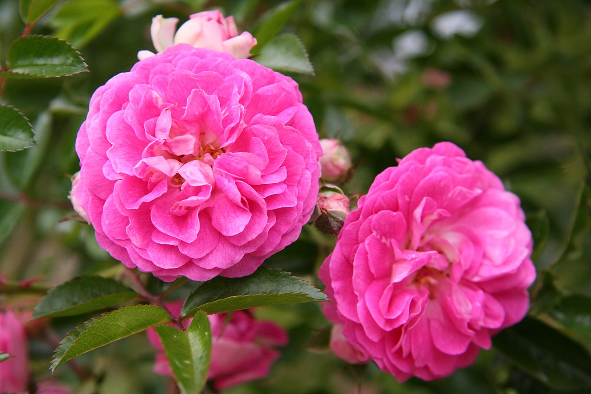 Rosa 'Dorothy Perkins'(K)