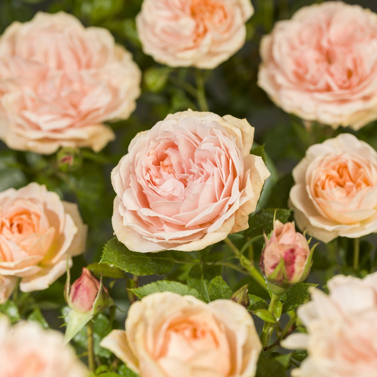 Rosa 'Garden of Roses' ® Kordes Rosa 'Garden of Roses' ® Kordes