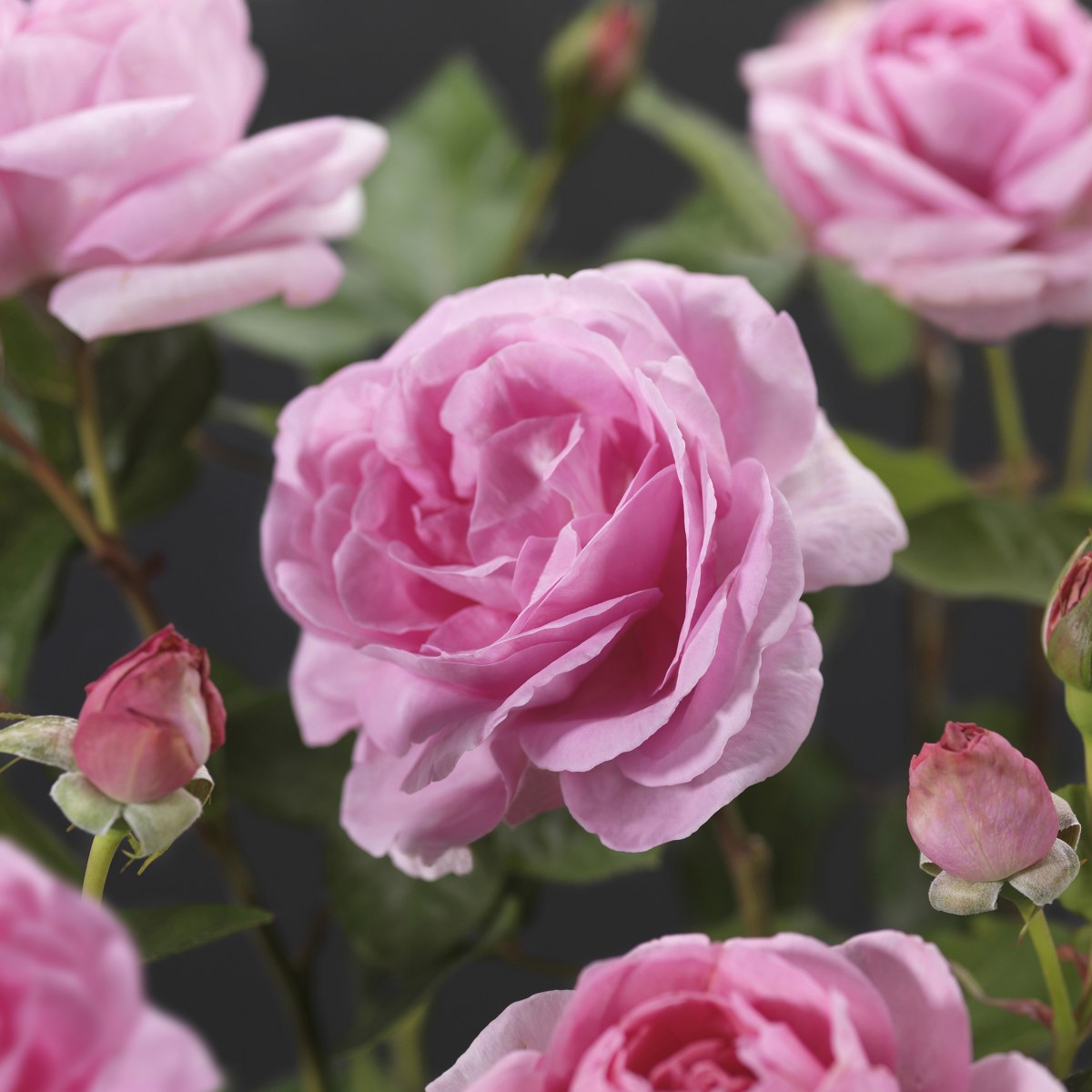 Rosa 'Ghita'(TM) Renaissance® Rosa 'Ghita'(TM) Renaissance®