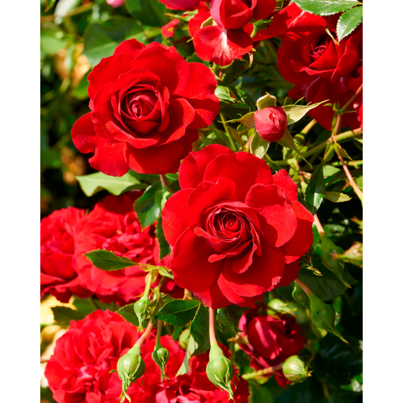 Rosa 'Grand Award'(TM) Courtyard® Rosa 'Grand Award'(TM) Courtyard®
