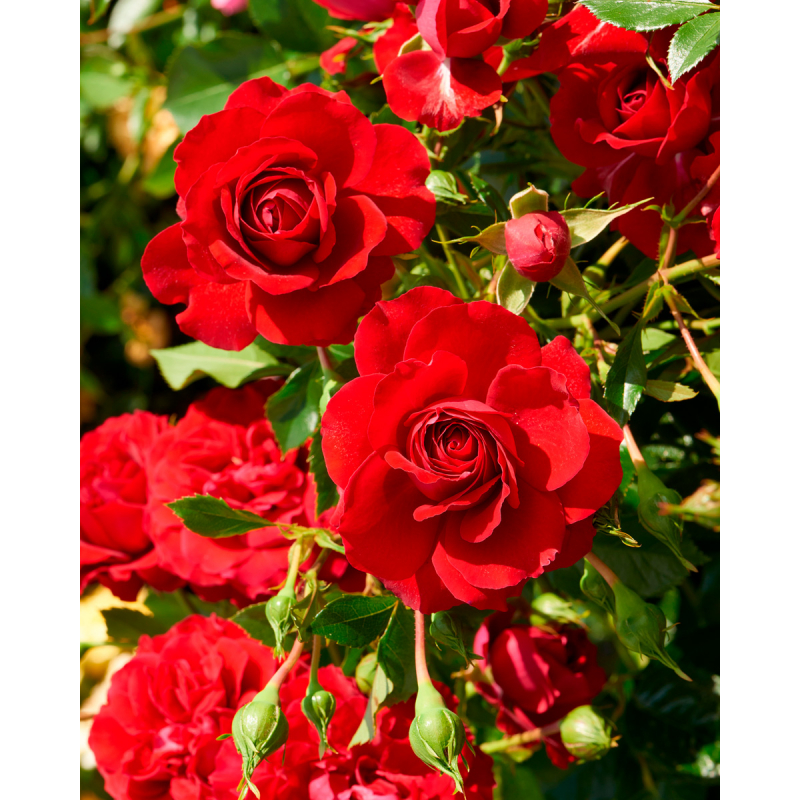 Rosa 'Grand Award'(TM) Courtyard®