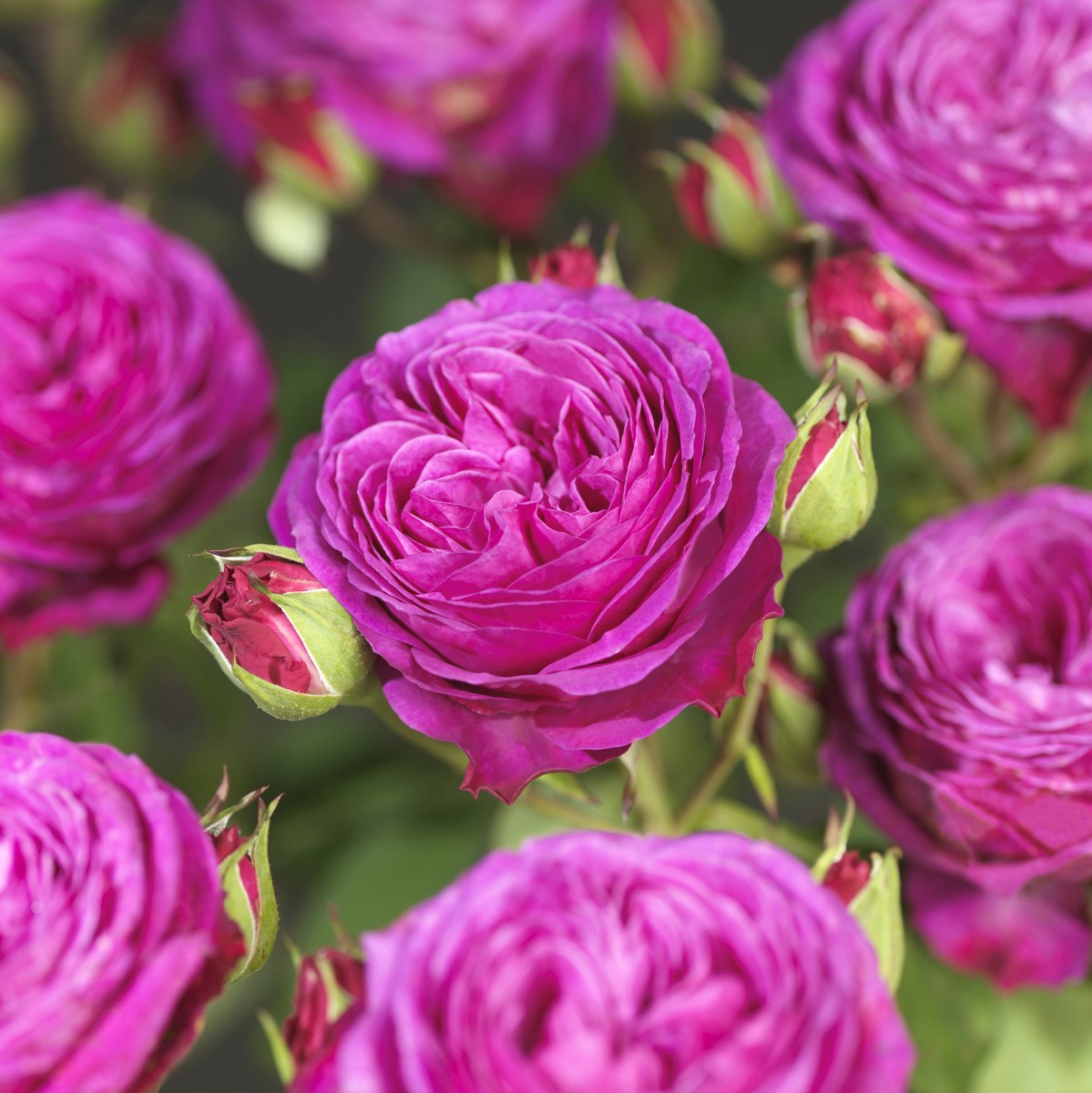 Rosa 'Heidi Klum'® Rose Rosa 'Heidi Klum'® Rose