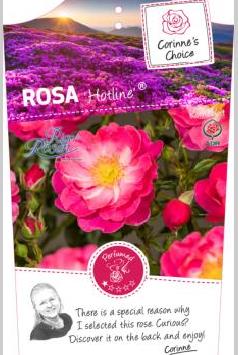 Rosa 'Hotline'®