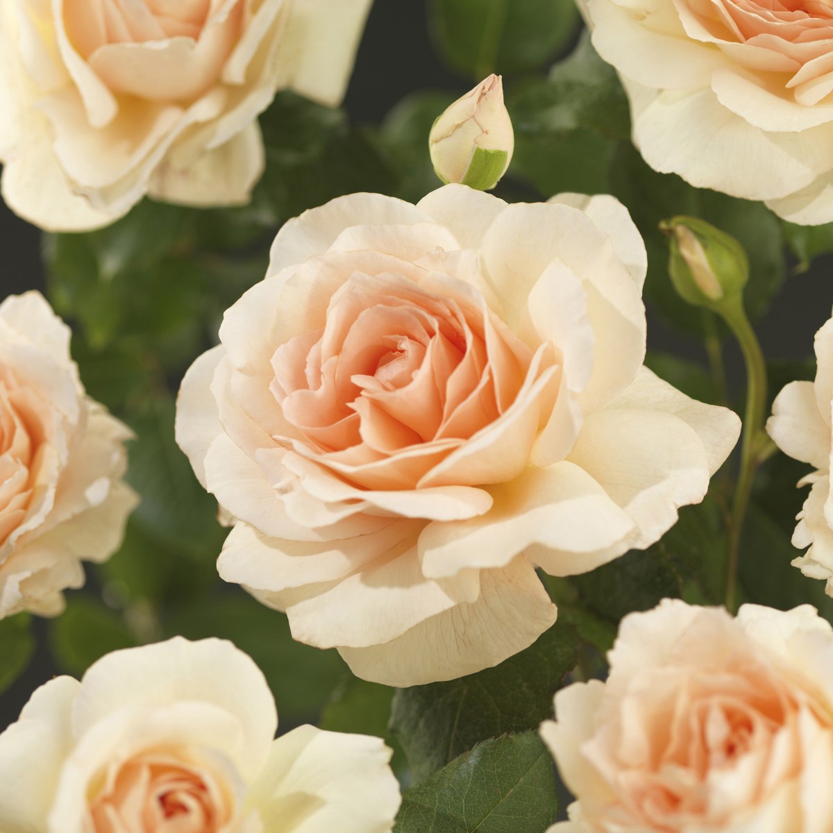 Rosa 'Hyde Park'® Rosa 'Hyde Park'®