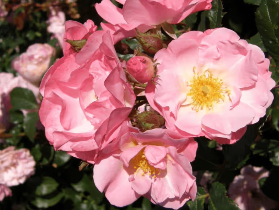 Rosa 'Jacky's Favorite' ® - Best Select