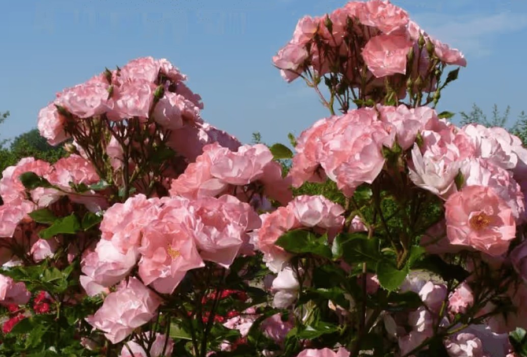 Rosa 'Jacky's Favorite' ® - Best Select